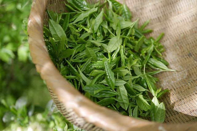 green-tea-5301025_640